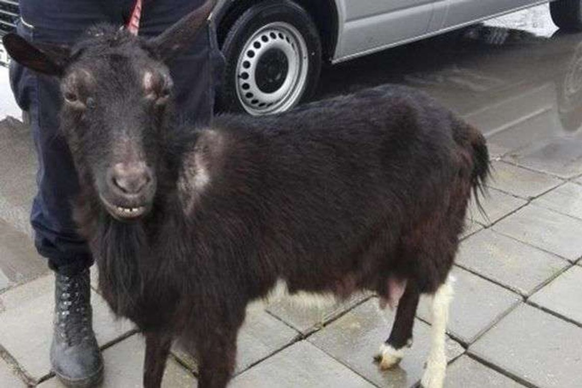 Przyszła koza na budowę. Zaczęła się wspinać na rusztowanie