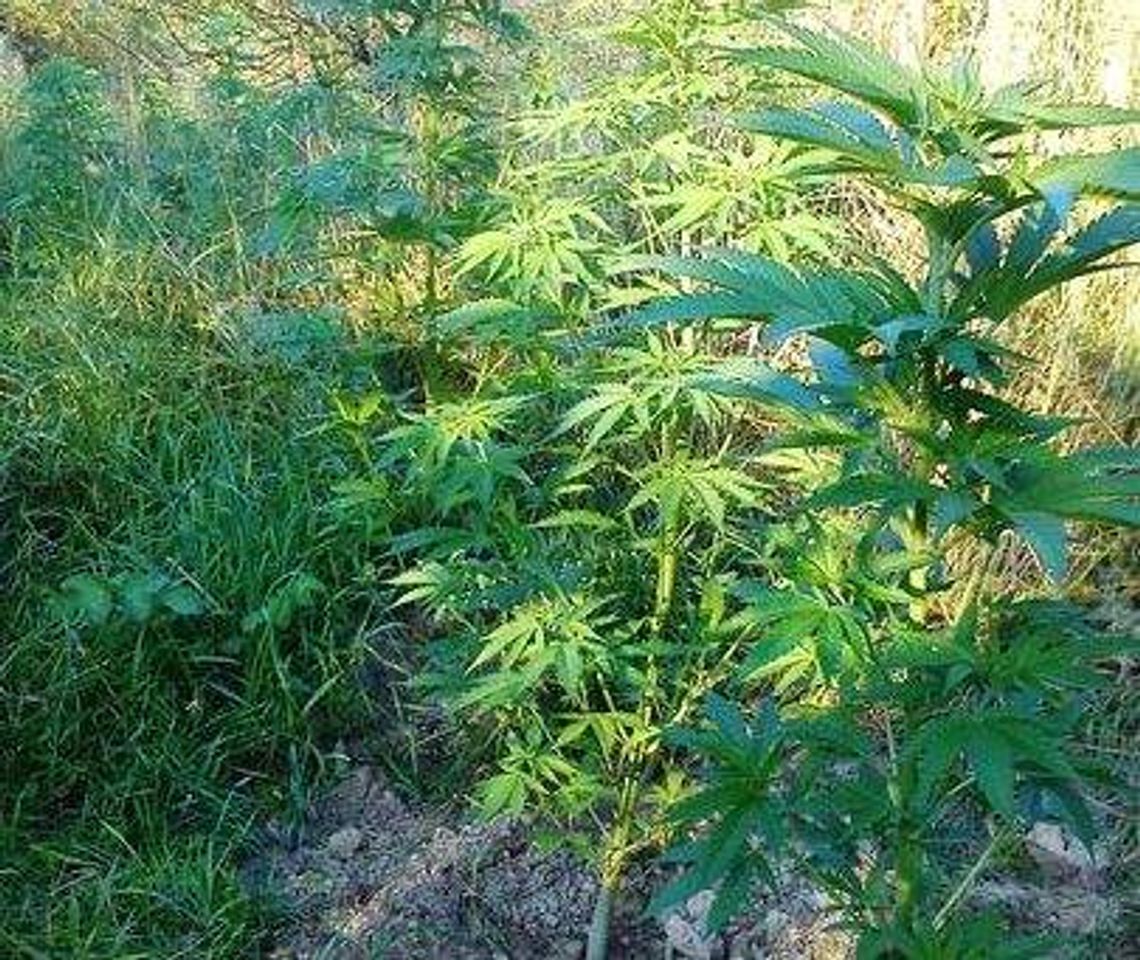 Przyszli podlać konopie. Skończyli w kajdankach