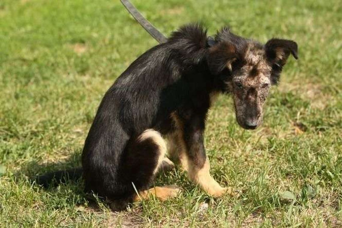Przywiązał kamień do psa i wrzucił do rzeki. Zbierają pieniądze na chore zwierzę