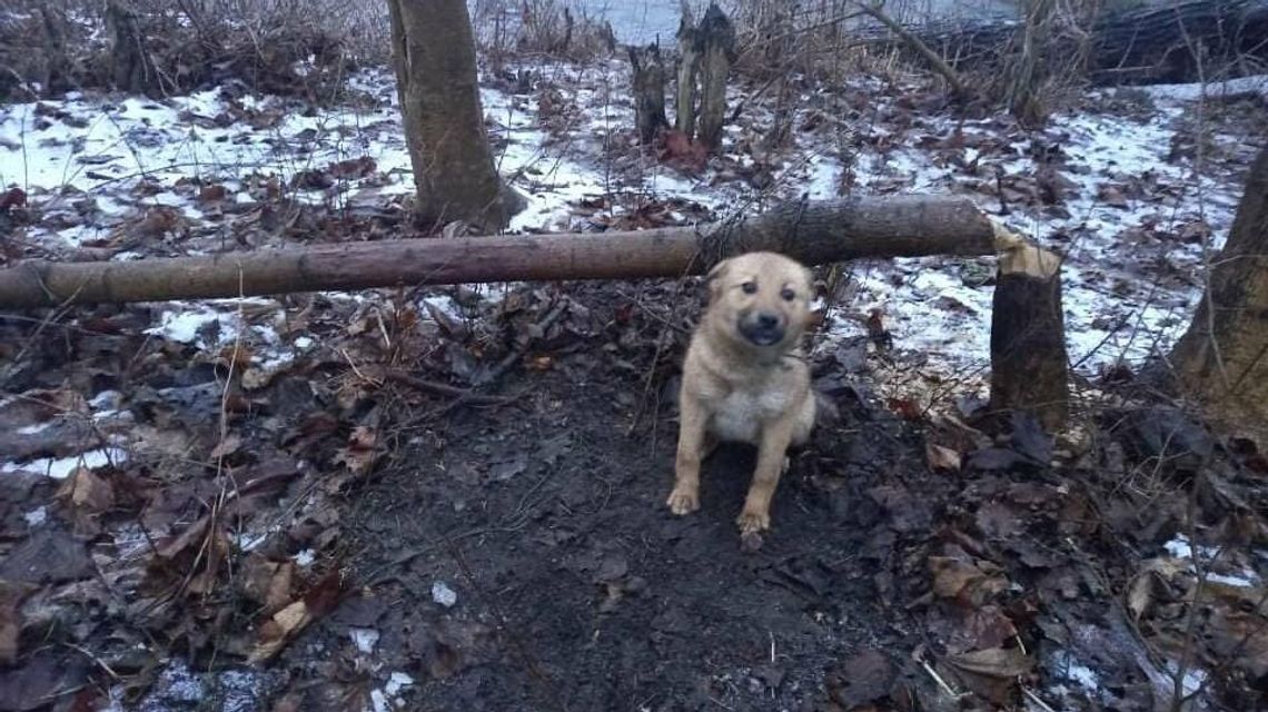 Przywiązał psa do drzewa i zostawił w miejskim parku