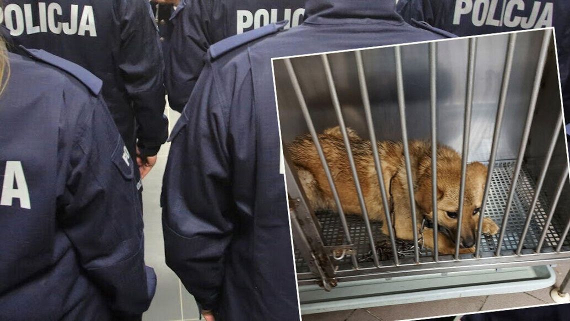 Przywiązał psiaka do drzewa i uciekł. Miał pecha, bo ktoś go widział