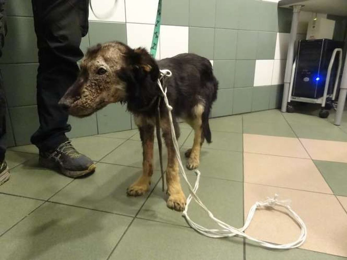 Przywiązał psu kamień do szyi i wrzucił do rzeki. 1000 zł za pomoc w odnalezieniu zwyrodnialca