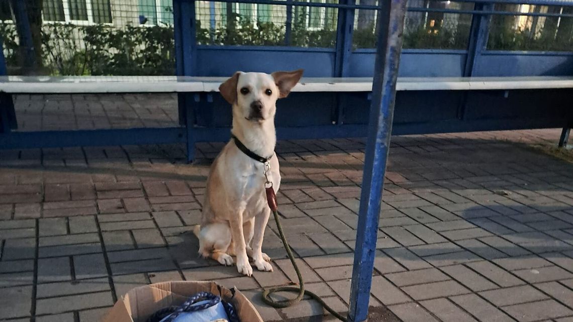 Przywiązała psa do przystanku i odjechała taksówką. Grożą jej 3 lata więzienia