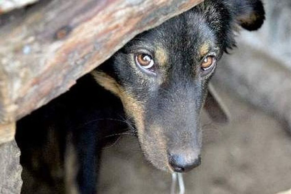 Przywiązali psa do drzewa i uciekli