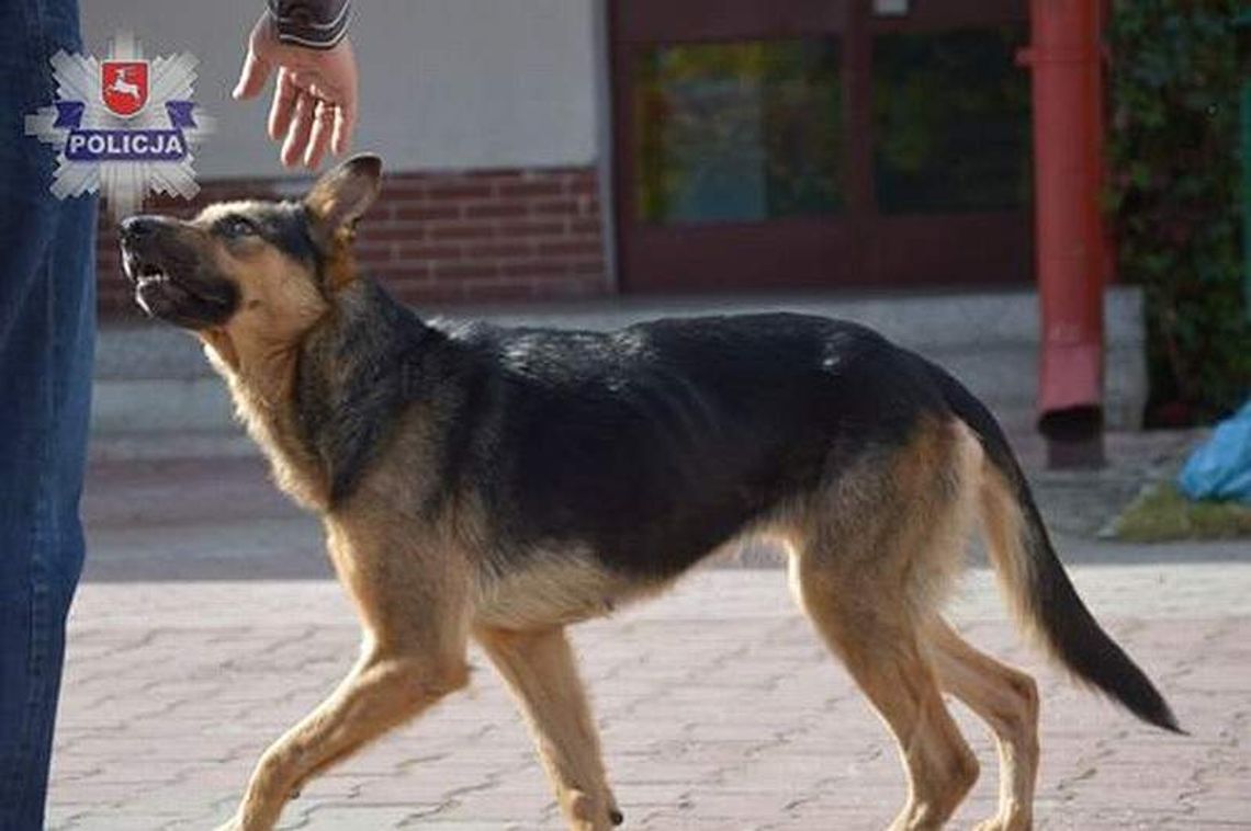 Przywiązali psa do drzewa i zostawili. Szuka ich policja