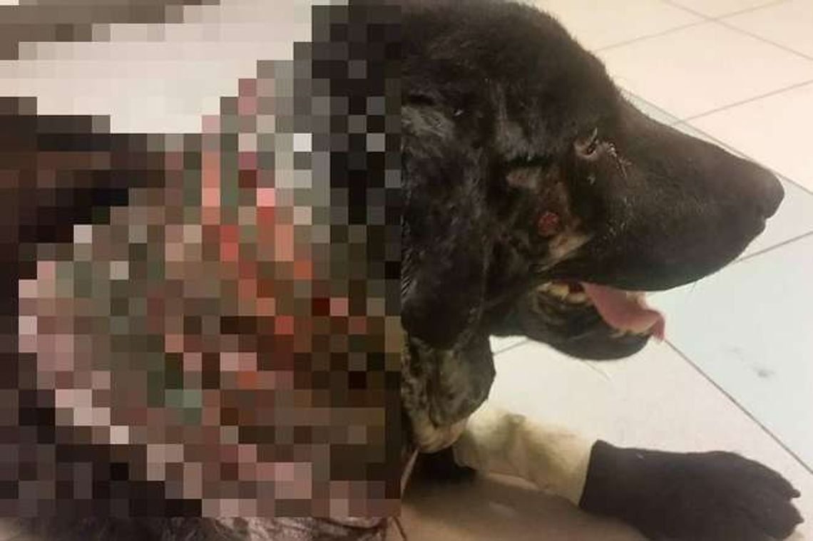 Psa żywcem zjadały larwy, miał wrośniętą kolczatkę. Już wiadomo kim jest właściciel