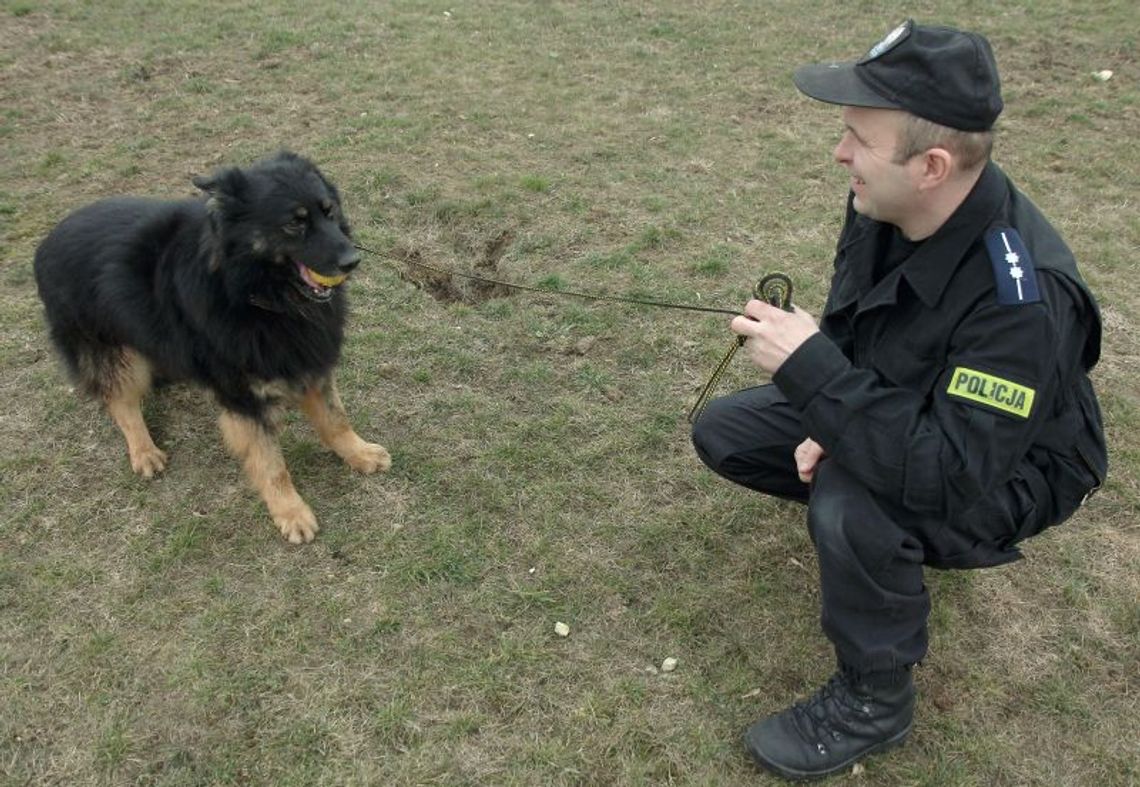 Psi detektyw powącha i zamerda ogonem