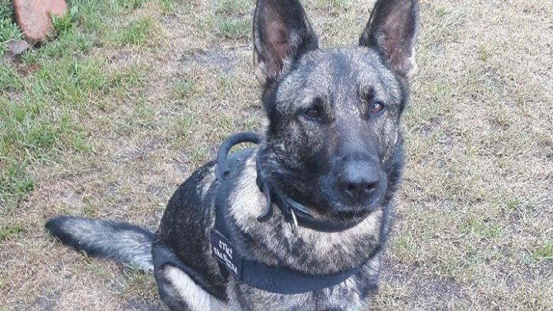 Psi funkcjonariusz nie zawiódł. Wywęszył narkotyki w autobusie [zdjęcia]