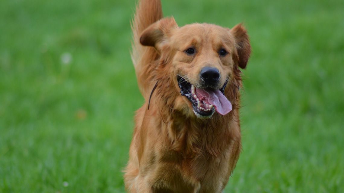 Psi wybieg pokona przeszkody? Budżet Obywatelski 2022 w Zamościu