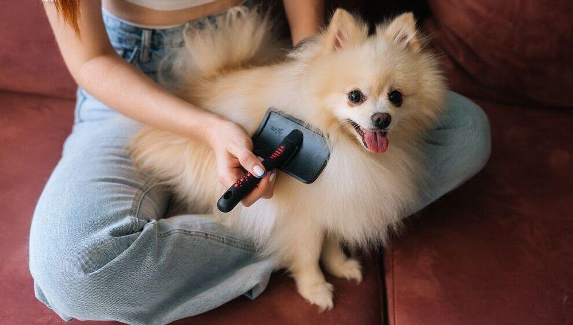 Psia sierść - jak ją pielęgnować?