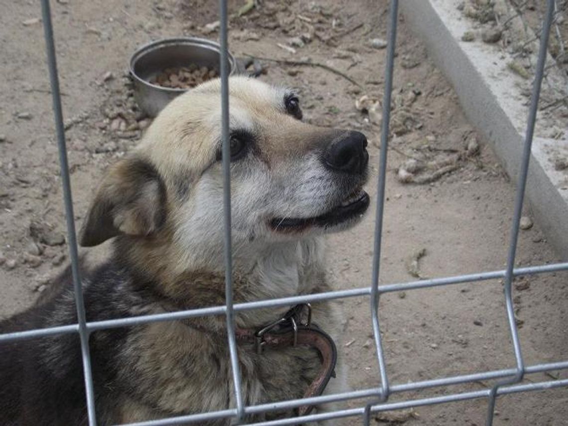 Psiaki liczą na Twój głos Psiaki liczą na Twój głos