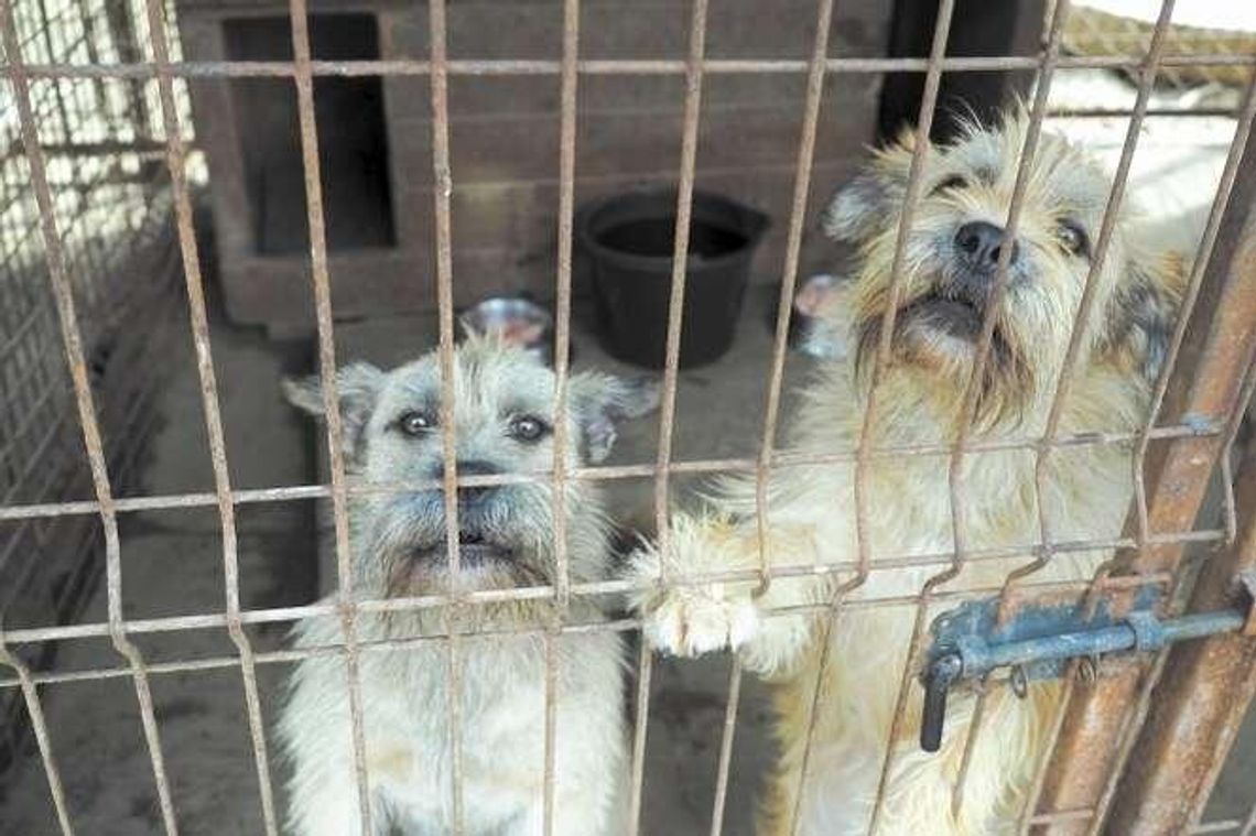 Psy czekają na pomoc! Zajmij się czworonogami