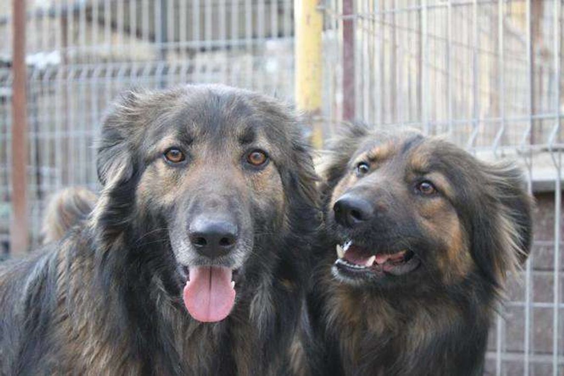 Psy do adopcji ze schroniska w Krzesimowie: Bystrzak, Chojrak i Piłeczka