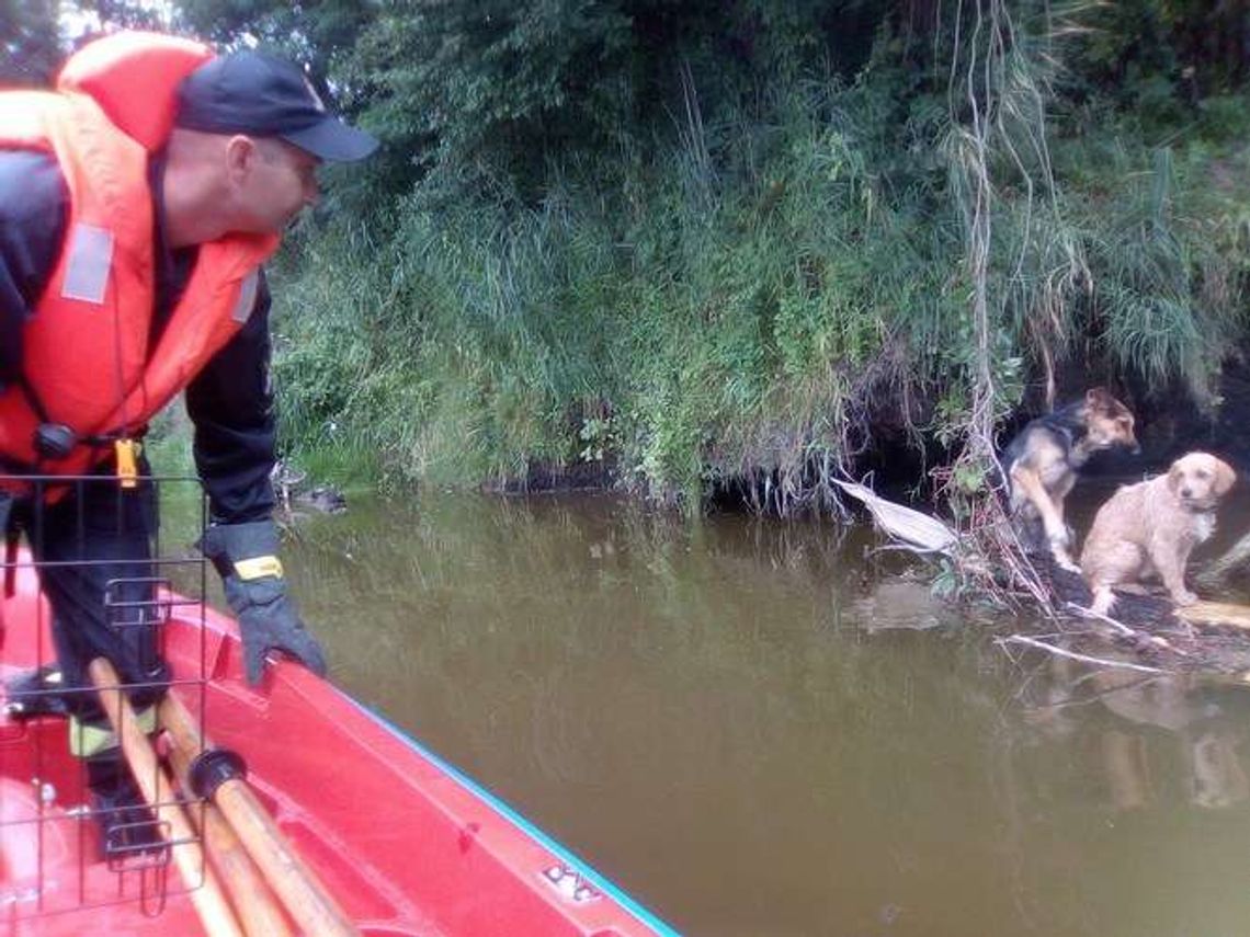 Psy dryfowały na gałęzi. Ktoś je wrzucił do wody Psy dryfowały na gałęzi. Ktoś je wrzucił do wody