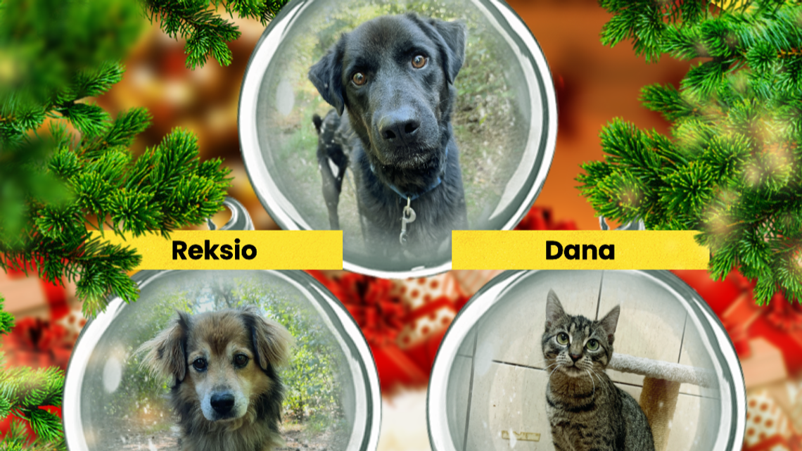 Psy i koty z Puław i Łukowa czekają na Mikołaja. Możesz być jak Krzysztof Ibisz Psy i koty z Puław i Łukowa czekają na Mikołaja. Możesz być jak Krzysztof Ibisz