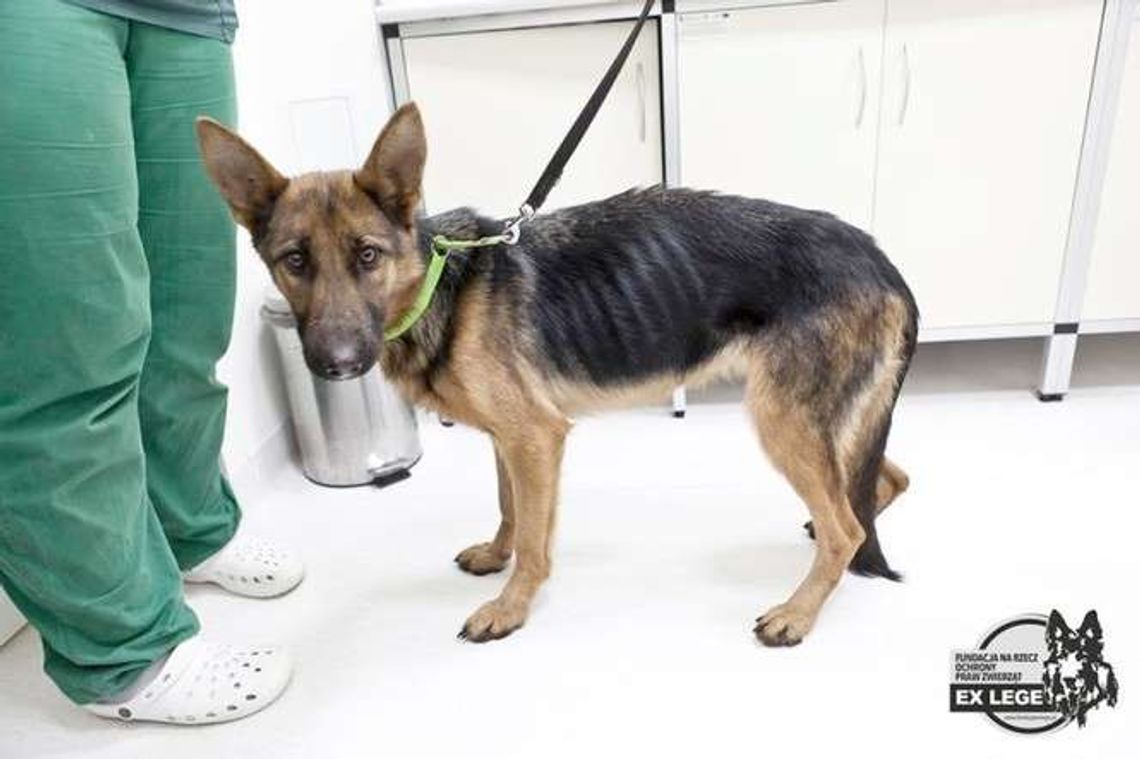 Psy jadły liście. Właścicielka omal ich nie zagłodziła