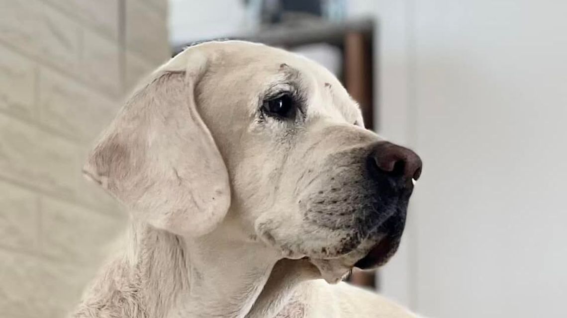 Psy mają swoje święto. Nasi czytelnicy pokazali swoich pupili Psy mają swoje święto. Nasi czytelnicy pokazali swoich pupili