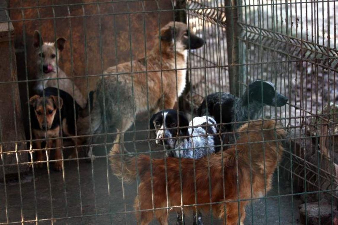 Psy na mrozie, a w miskach lód. Co działo się w schronisku koło Nałęczowa?