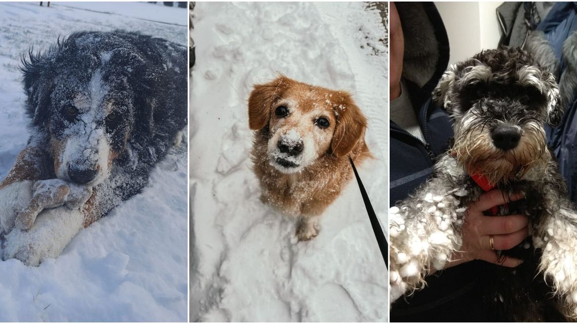 Psy naszych czytelników. Jak zadbać o pupila zimą? 