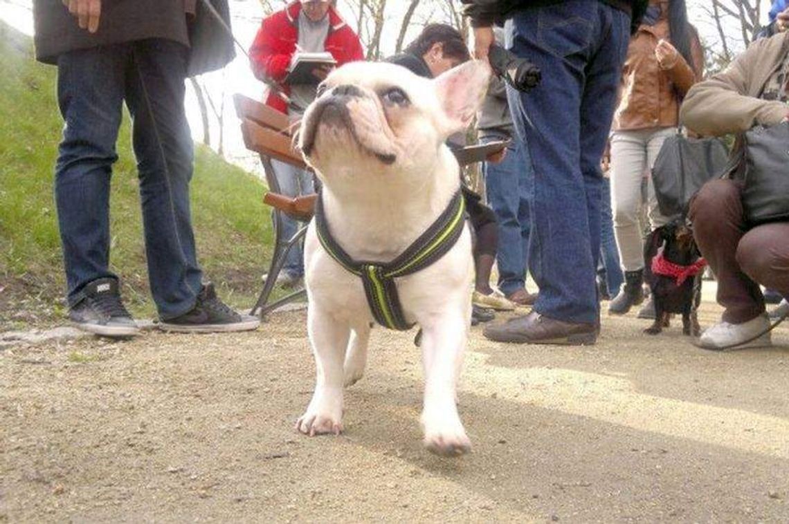 Psy nie mogą wejść do Ogrodu Saskiego. Skarga na tę decyzję trafi do sądu Psy nie mogą wejść do Ogrodu Saskiego. Skarga na tę decyzję trafi do sądu