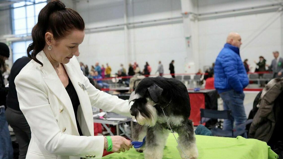 Psy rasowe polecają się do oglądania. Na zdjęciach już teraz, na żywo w niedzielę Psy rasowe polecają się do oglądania. Na zdjęciach już teraz, na żywo w niedzielę