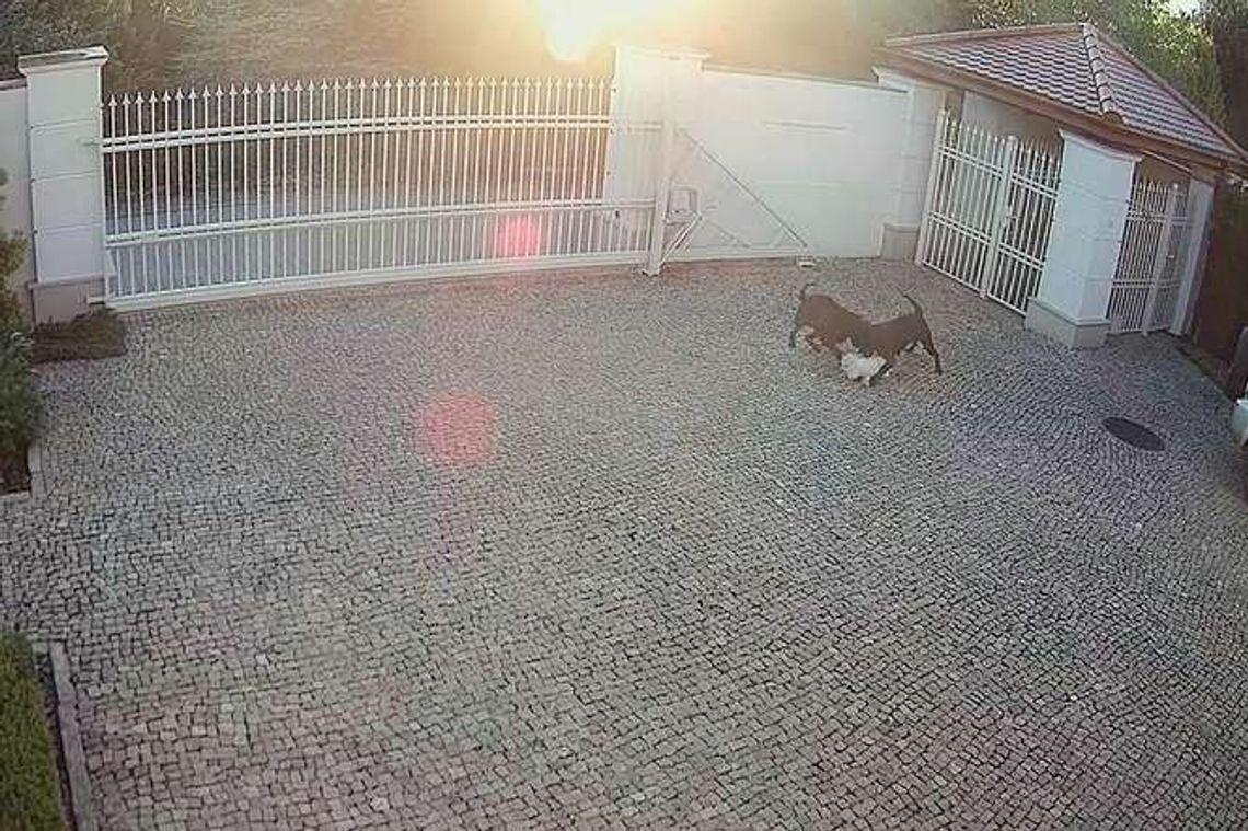 Psy sąsiadów zagryzły ich małego pieska. "Dzień wcześniej w ogrodzie bawiły się moje dzieci"