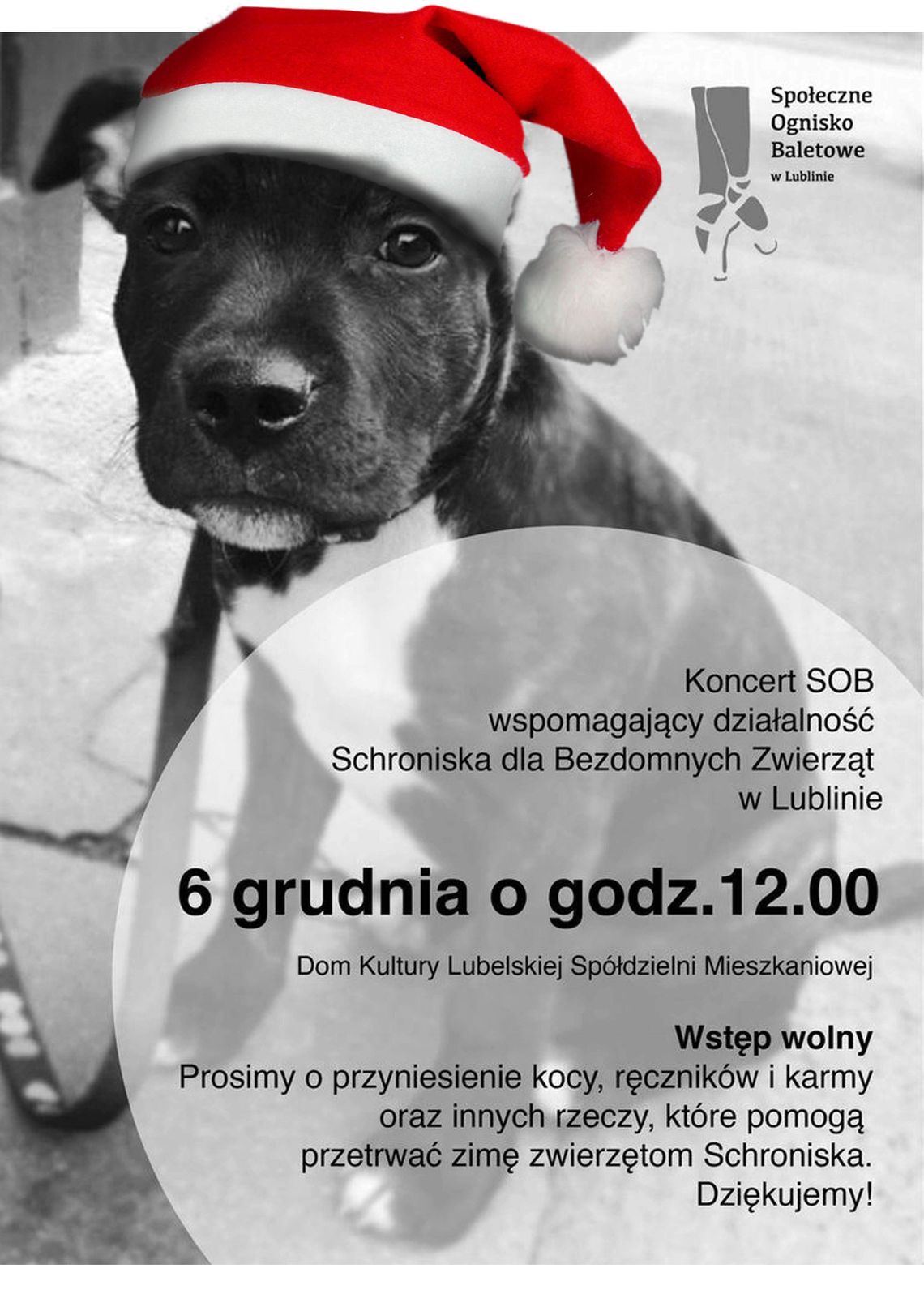 Psy też marzną. Koncert charytatywny w DK LSM