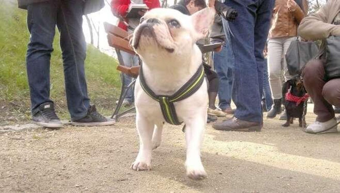 Psy w Ogrodzie Saskim w Lublinie? Jest ostateczny wyrok sądu!