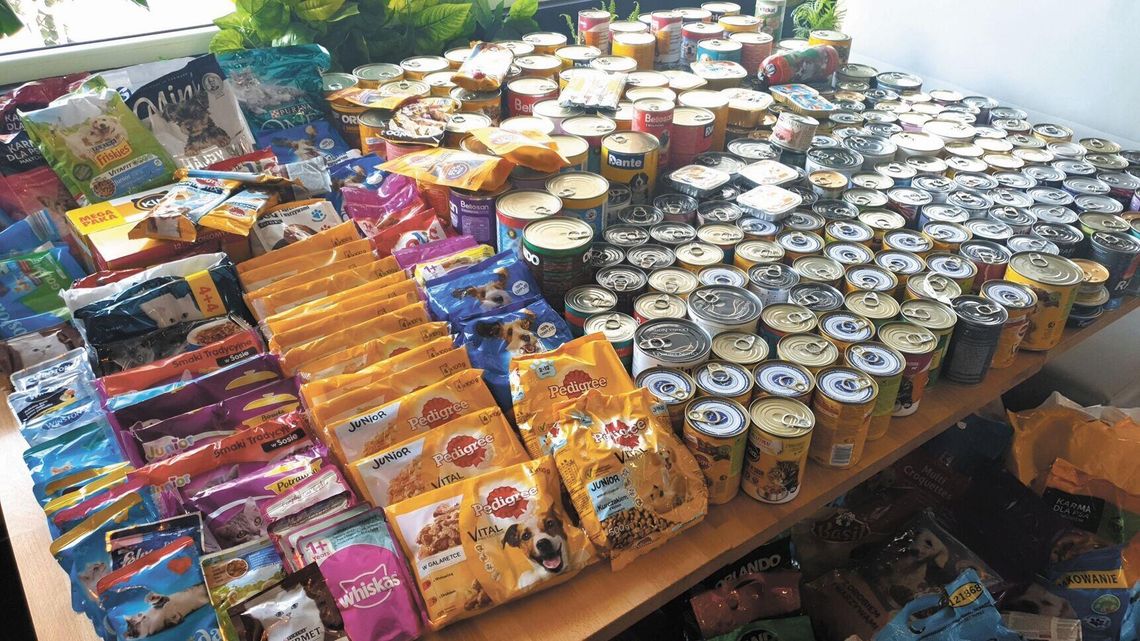 Psy w puławskim schronisku czekają na dobrą karmę. Ruszyła zbiórka żywności dla zwierząt