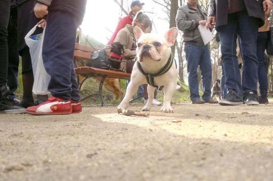 Psy wrócą do Ogrodu Saskiego? Dzisiaj wyrok sądu