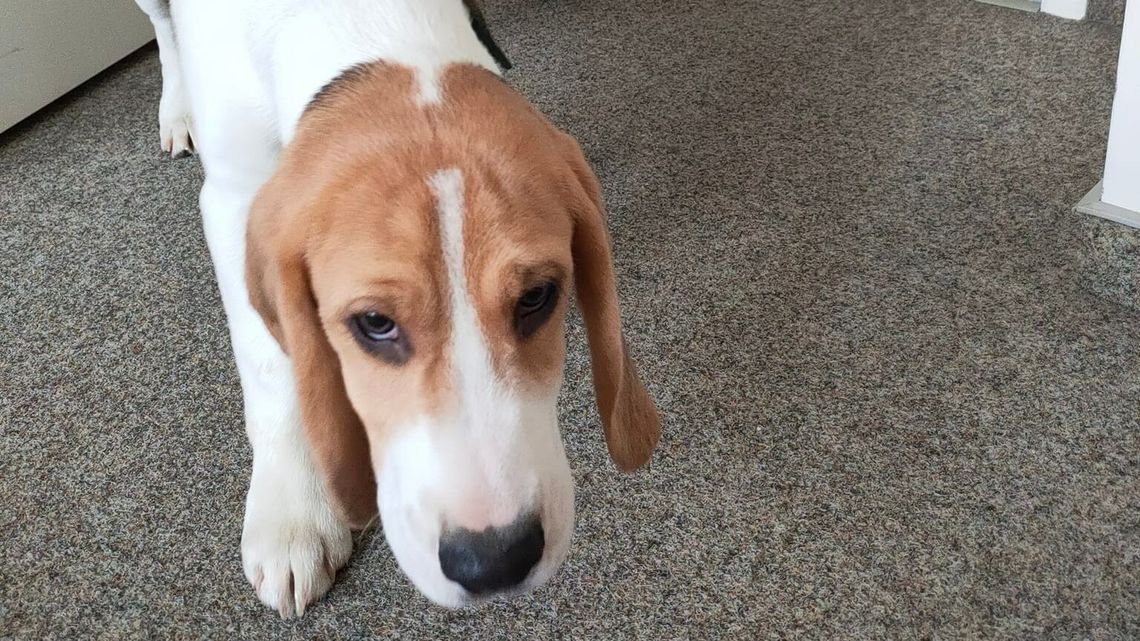 Psy wróciły na uniwersytet. Porywacz nadal poszukiwany Psy wróciły na uniwersytet. Porywacz nadal poszukiwany