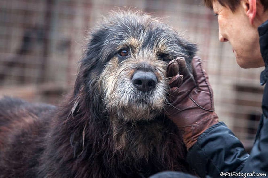 Psy z Krzesimowa czekają na nowy dom [zdjęcia]