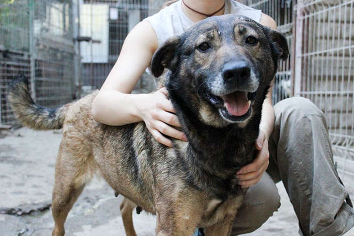 Psy z Krzesimowa do adopcji: Dziki, Cerowana i Robin