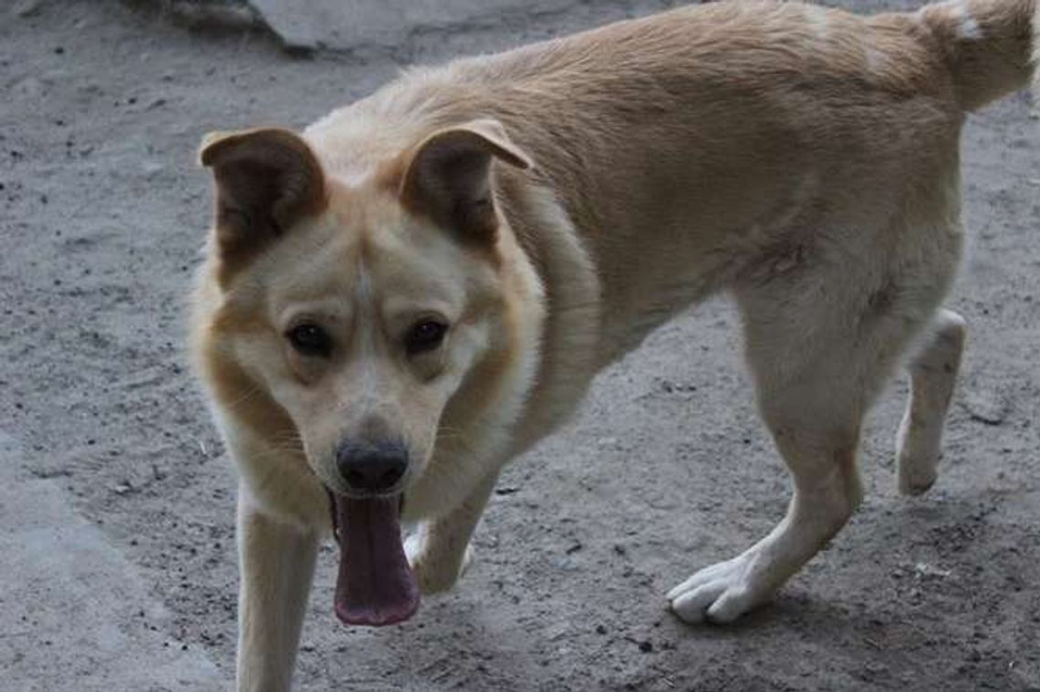 Psy z Krzesimowa do adopcji [zdjęcia]