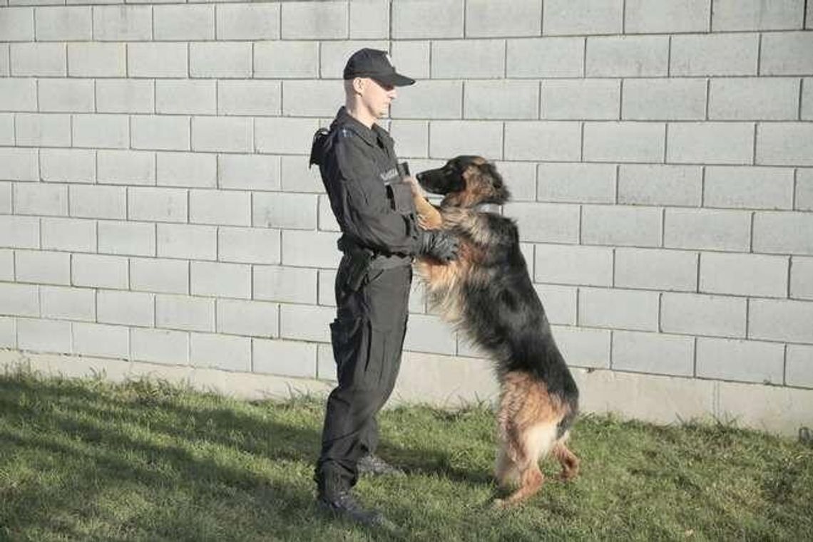 Psy z lubelskiej policji (zdjęcia) Psy z lubelskiej policji (zdjęcia)