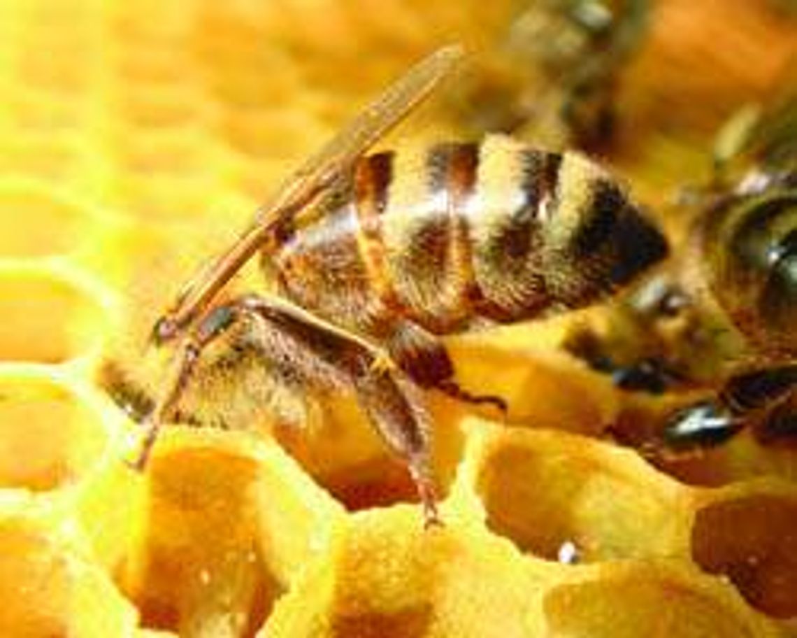 Pszczela Wola (nr 37) - 60 głosów