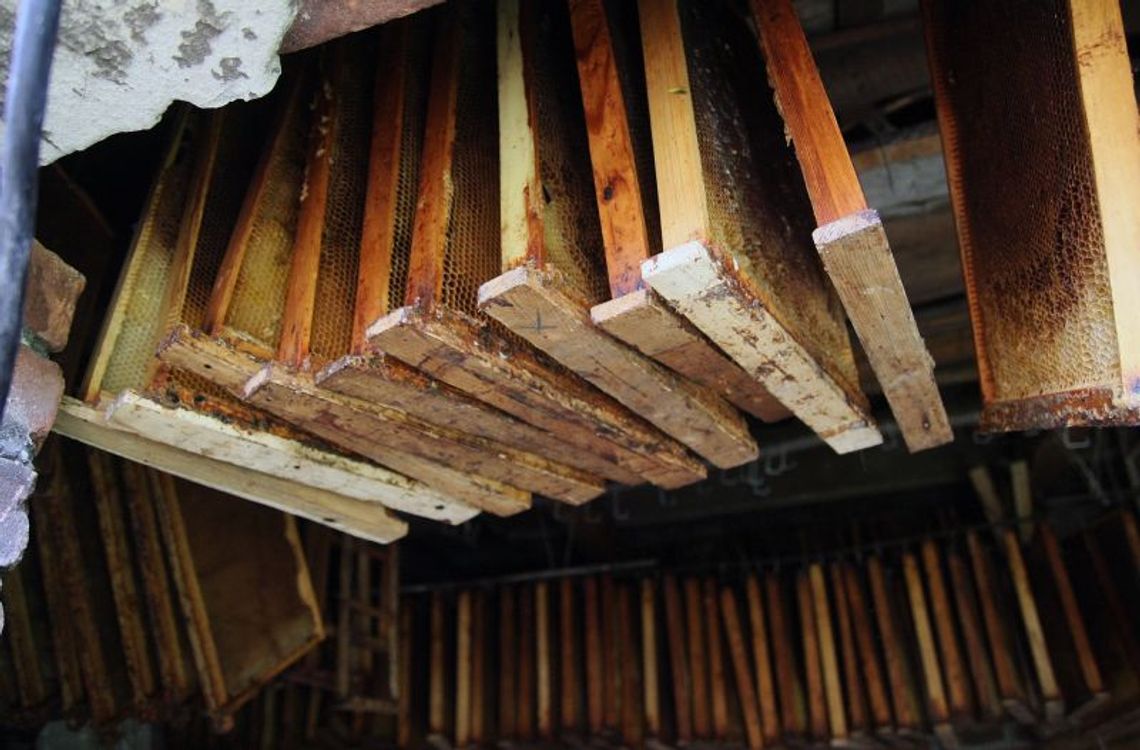 Pszczelarstwo – hobby i interes