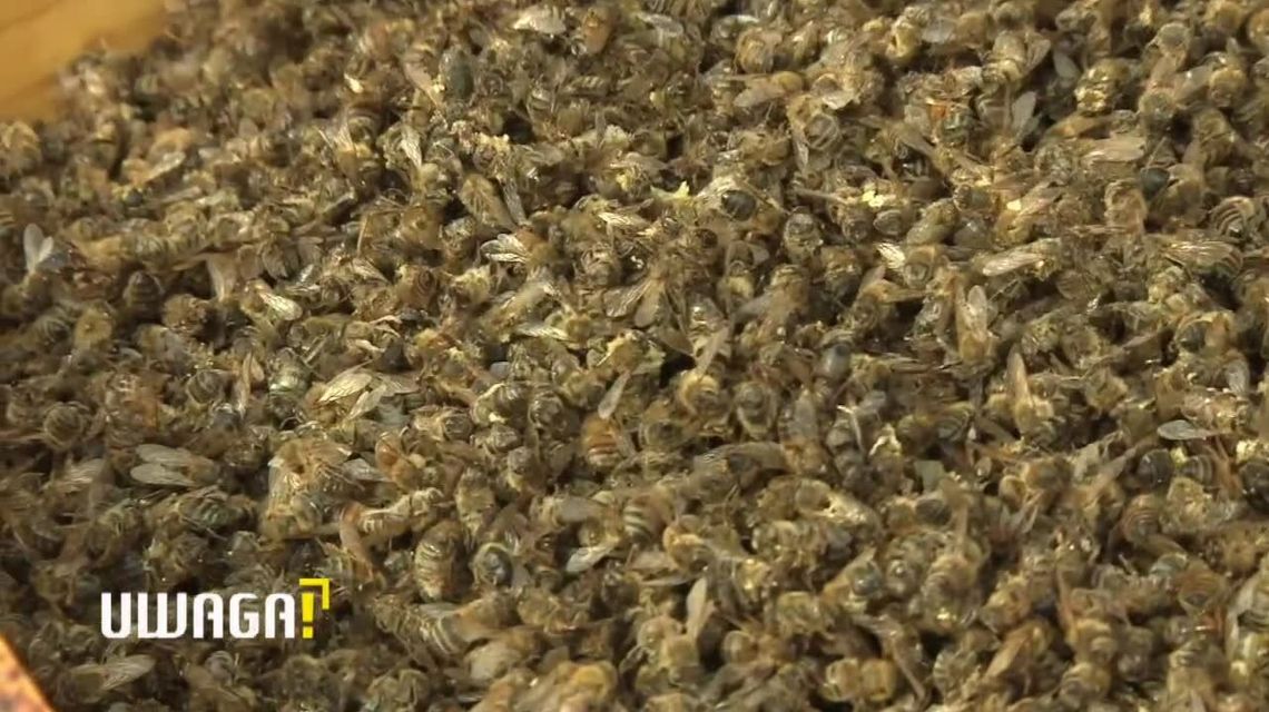 Pszczelarz kontra deweloper. "Zginęło ponad milion pszczół" Pszczelarz kontra deweloper. "Zginęło ponad milion pszczół"