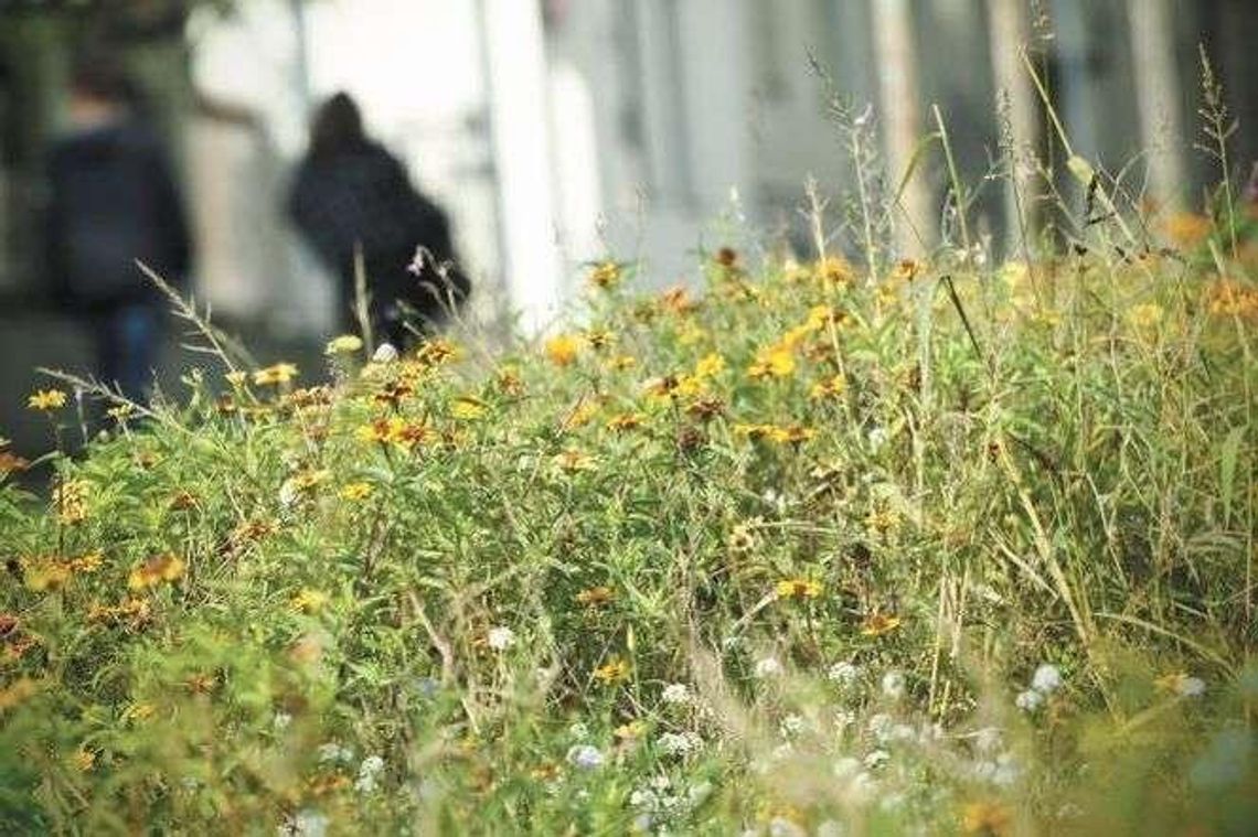 Pszczelarze apelują: Sadźmy przy drogach rośliny miododajne. Drogowcy odpowiadają