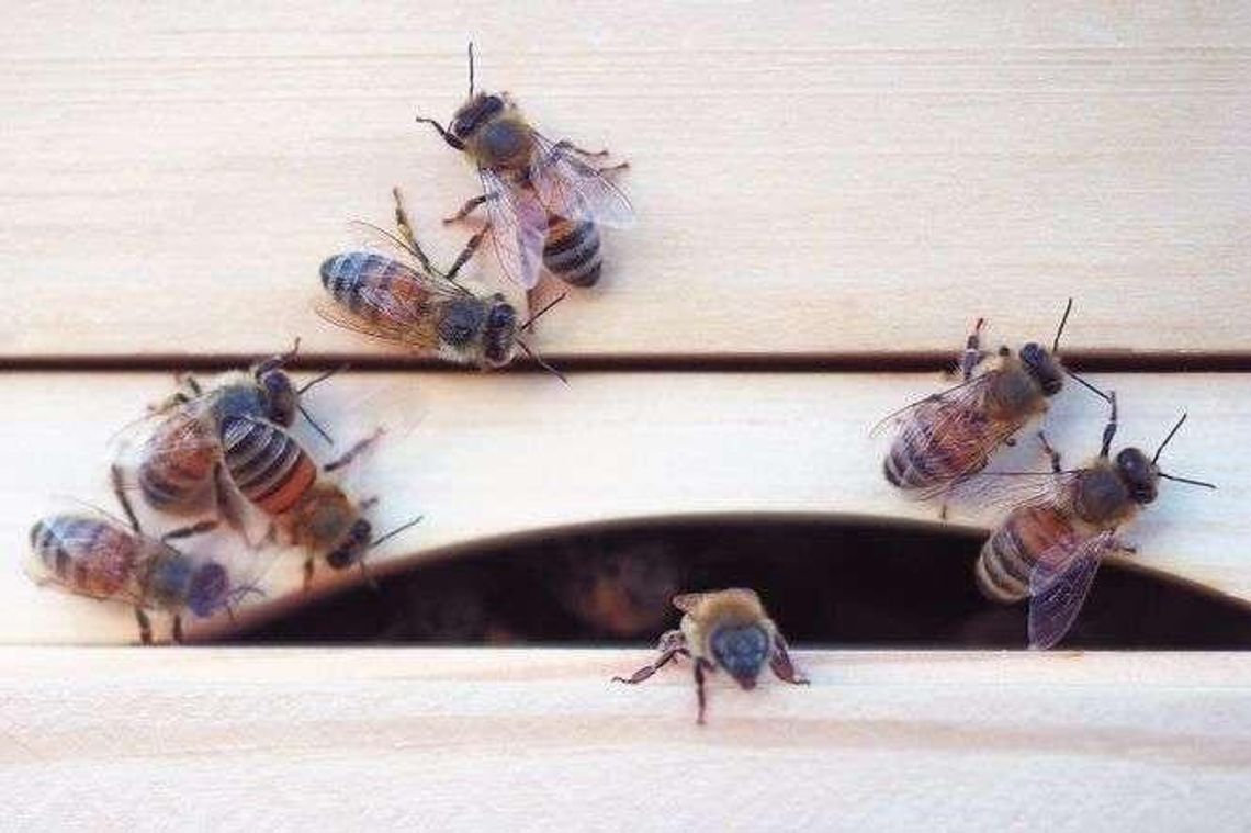 Pszczelarze protestują przeciwko wycince drzew