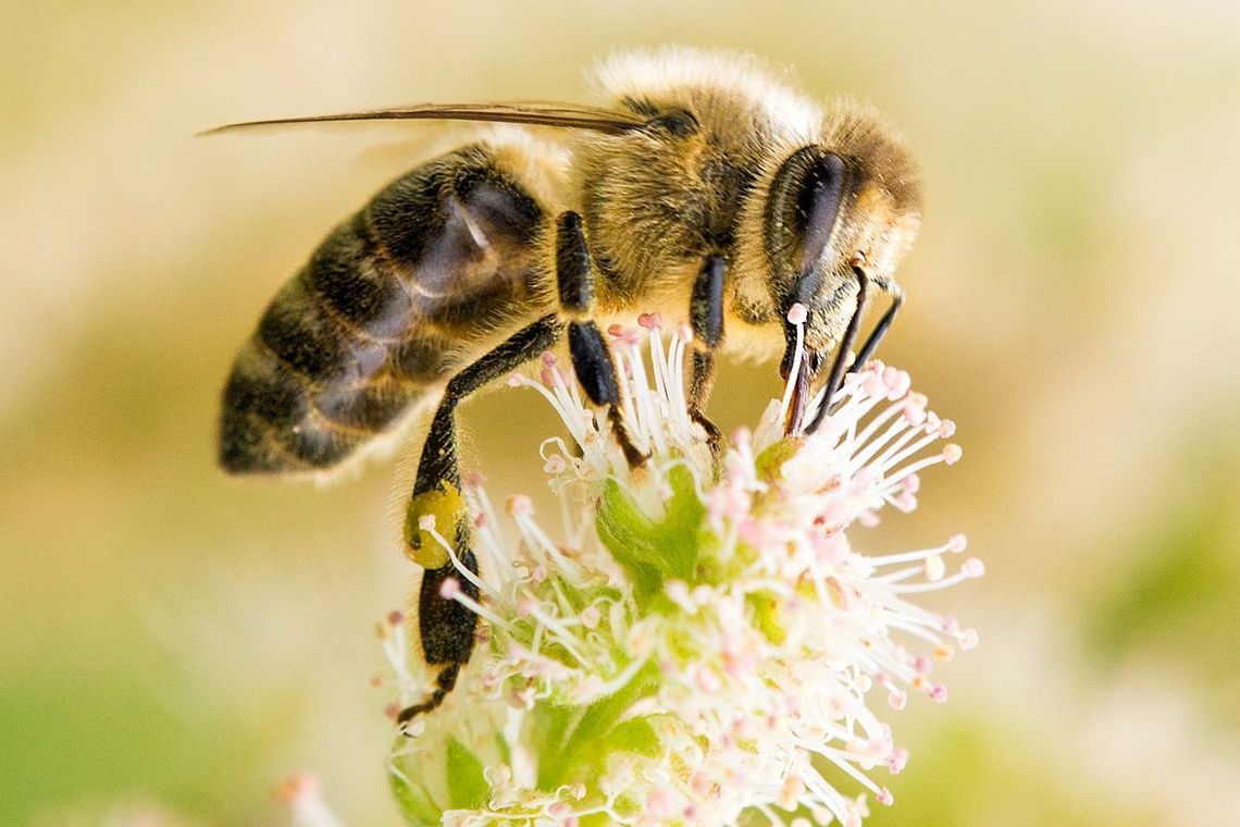 Pszczelarze w Kraśniku Pszczelarze w Kraśniku