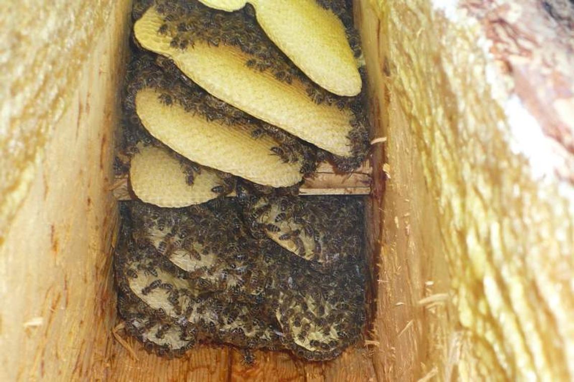 Pszczele barcie w Lasach Parczewskich Pszczele barcie w Lasach Parczewskich