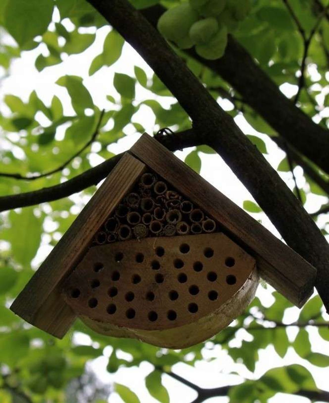 Pszczele święto, konkurs na domki dla dzikich pszczół