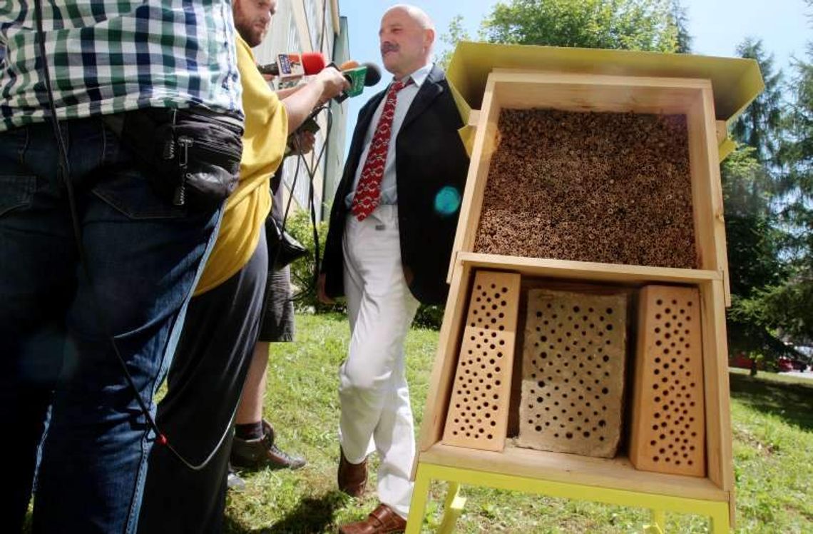 Pszczółki lecą na miejskie kwiatki (wideo)