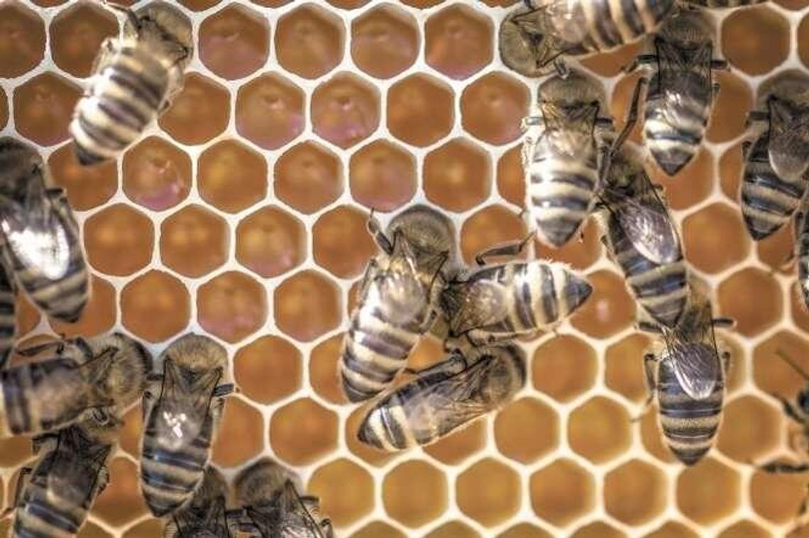 Pszczoły giną masowo. Dlaczego?
