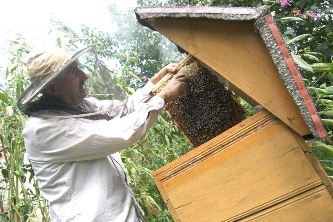 Pszczoły masowo padają przez opryski. Pszczelarze liczą straty