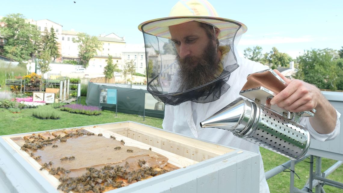 Pszczoły, miód i spotkania — Kraśnik zaprasza na wielkie święto pszczelarzy Pszczoły, miód i spotkania — Kraśnik zaprasza na wielkie święto pszczelarzy