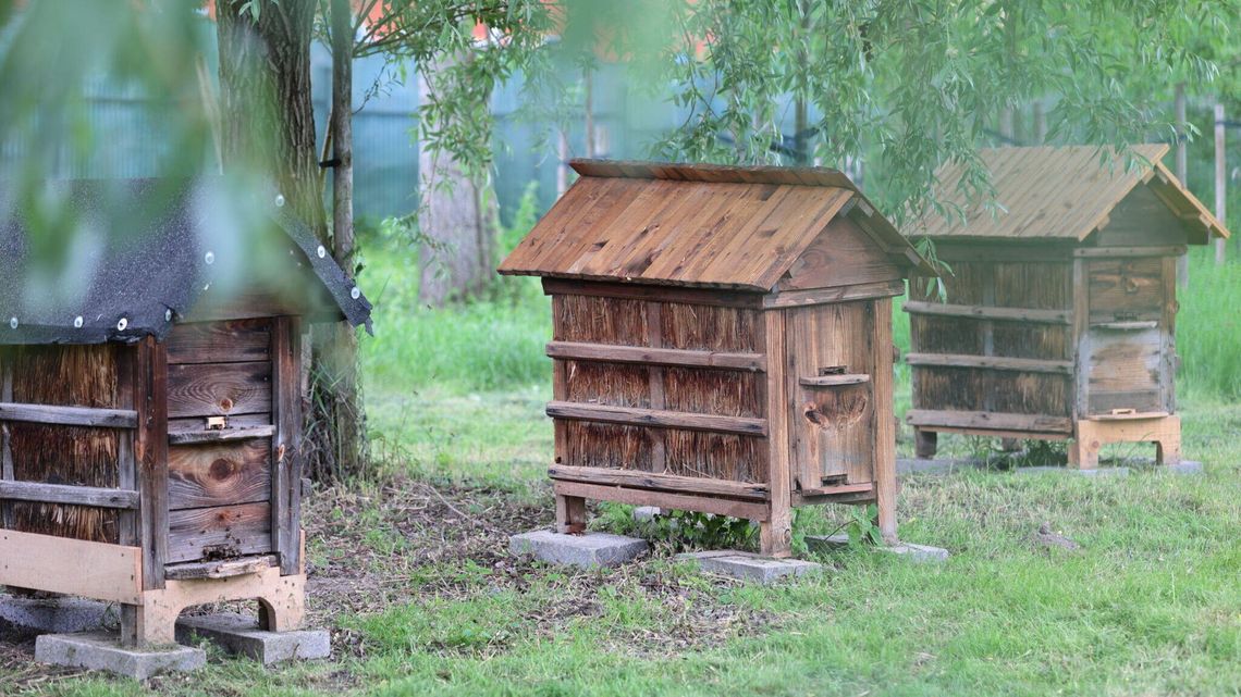 Pszczoły wprowadziły się do skansenu Pszczoły wprowadziły się do skansenu