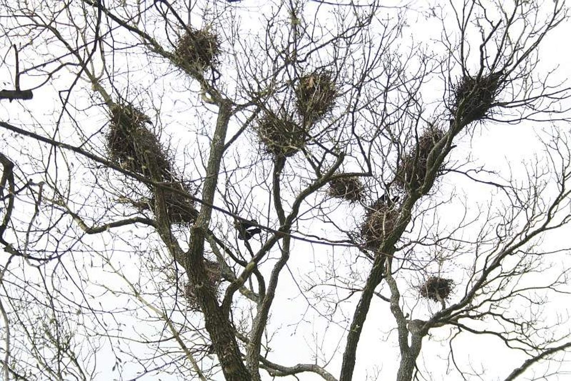 Ptaki w Puławach. Pięknie śpiewają, czy przeszkadzają? Ptaki w Puławach. Pięknie śpiewają, czy przeszkadzają?