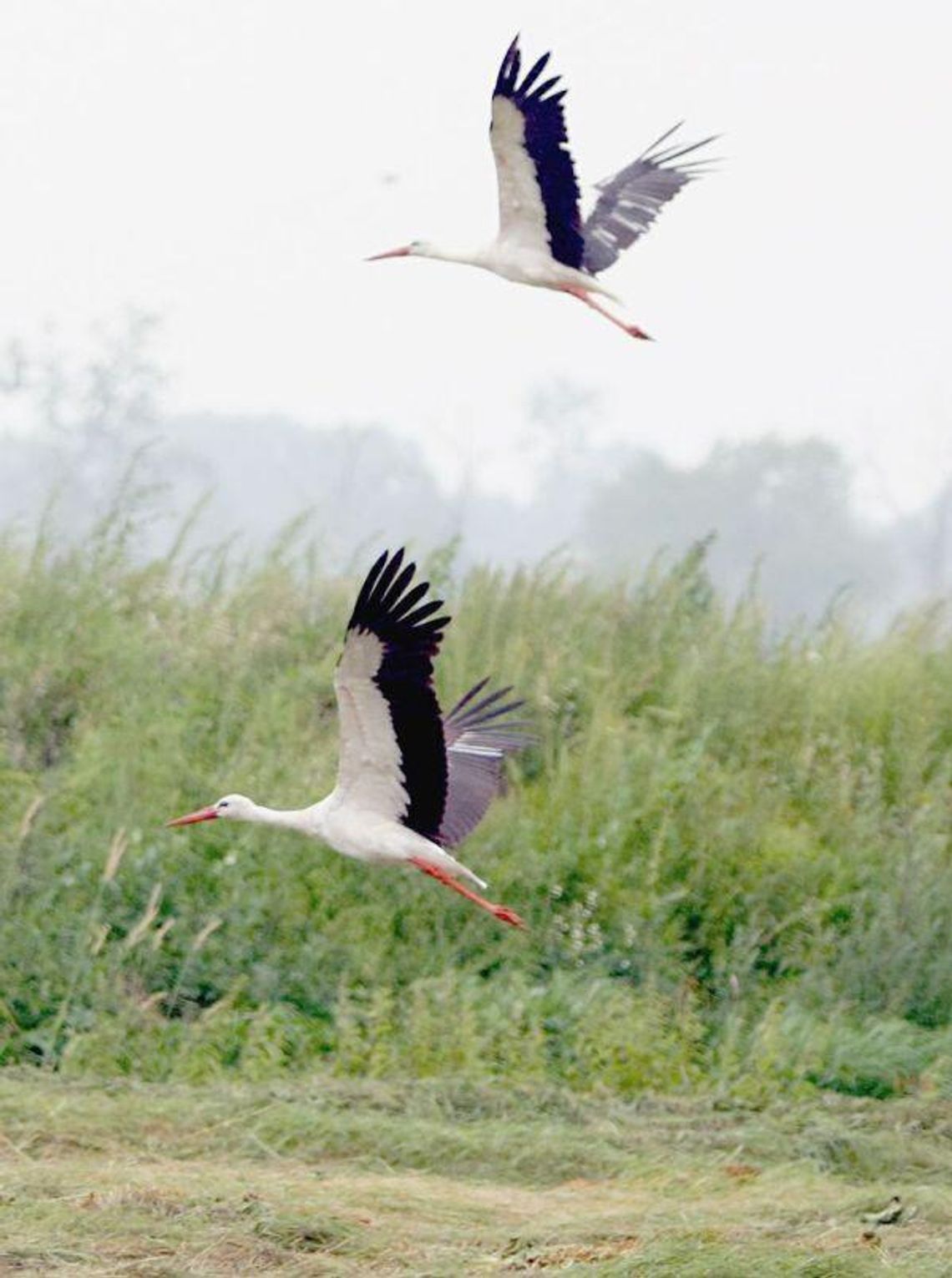 Ptaki wracają: Pierwsze jaskółki, skowronki i bociany już są